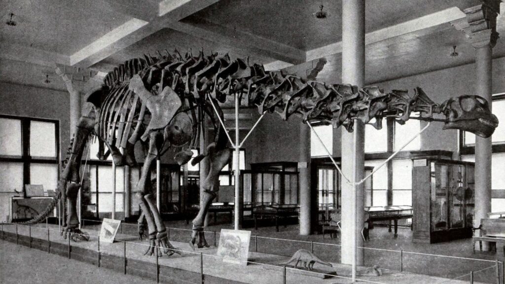 The Real Story of the Brontosaurus: A Dinosaur That Never Really Existed