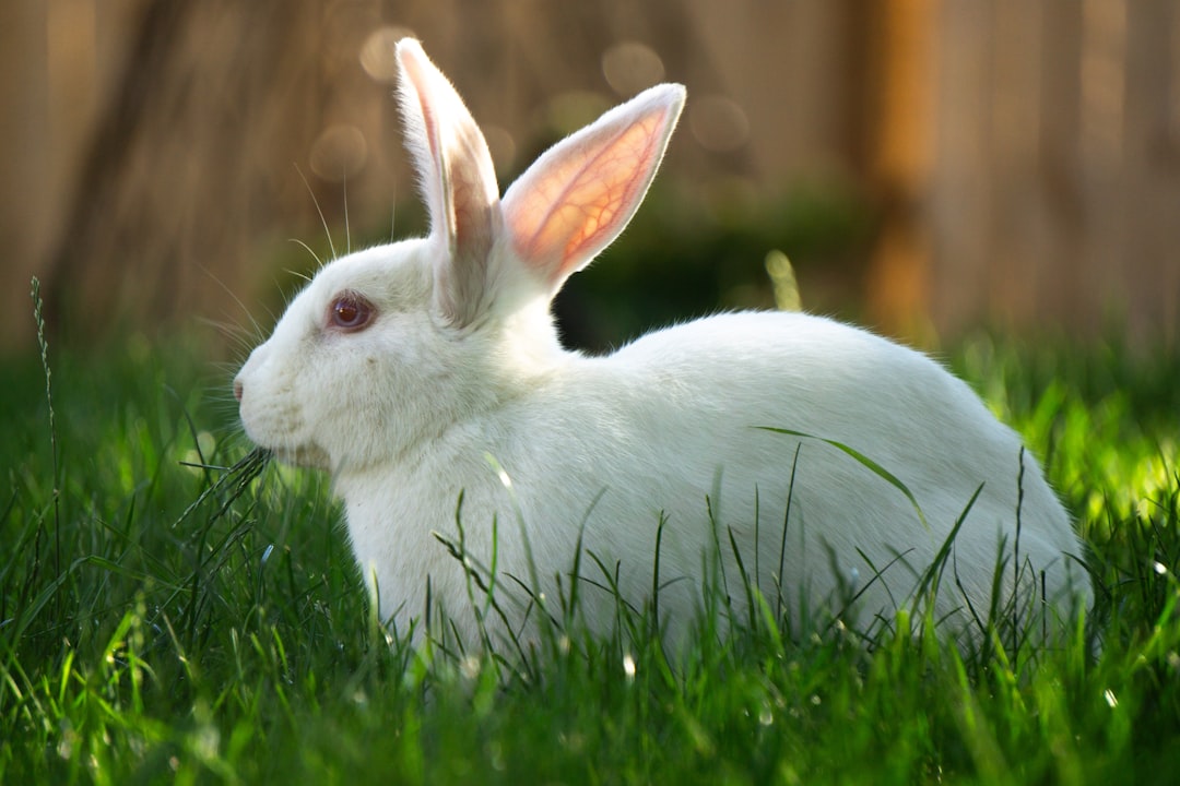 Rescued Lab Rabbits Feel Grass And Sunshine For The First Time