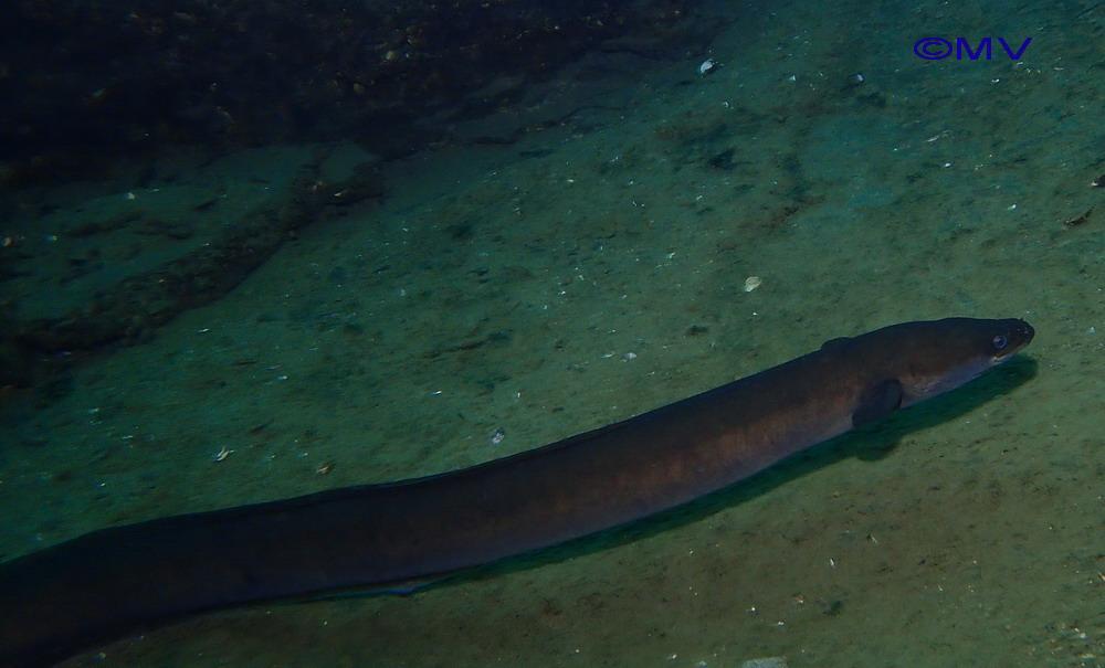 Eight arrested as Europe cracks down on lucrative eel smuggling syndicates