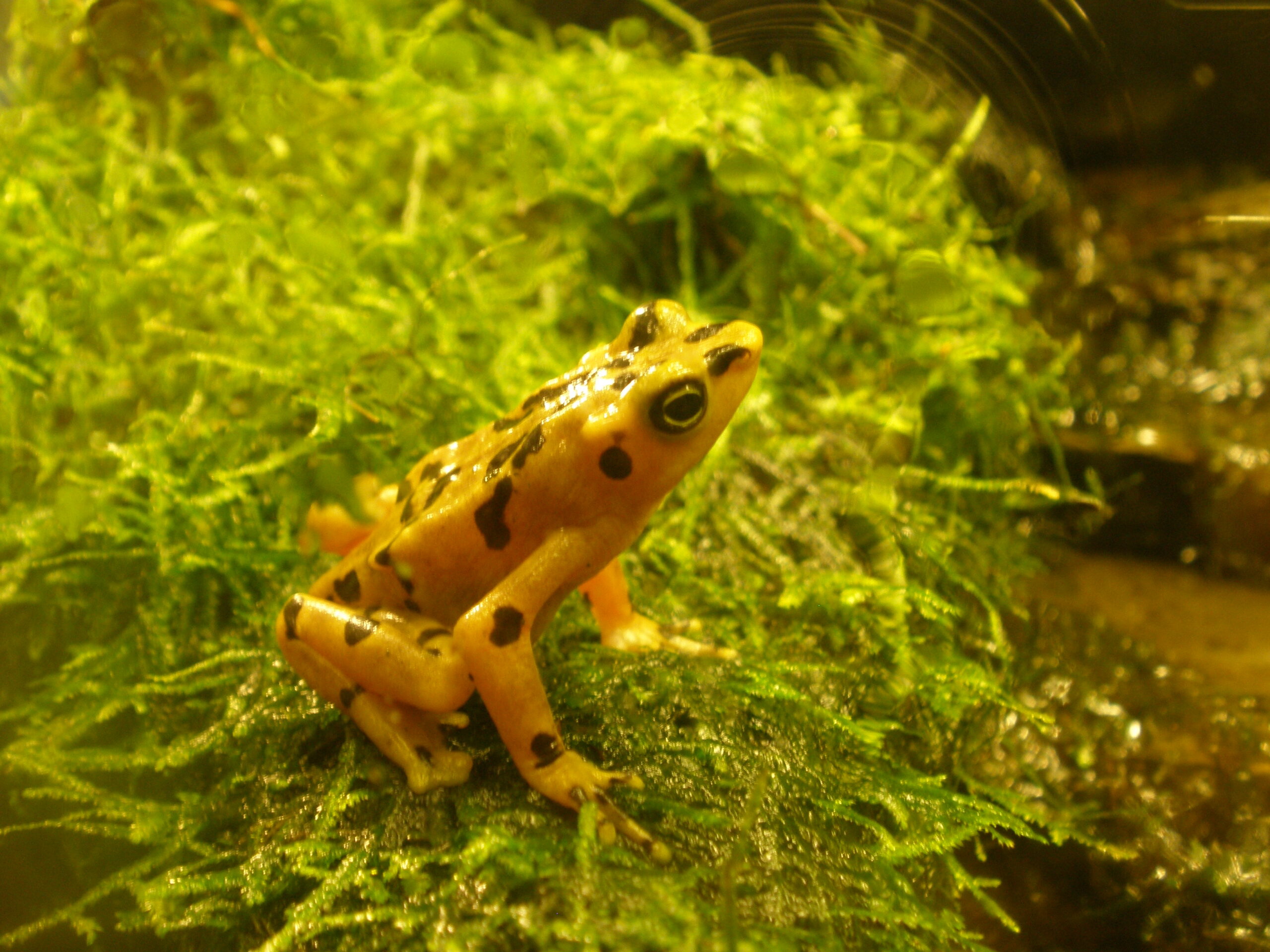 Captive-bred Panamanian golden frogs released to the wild