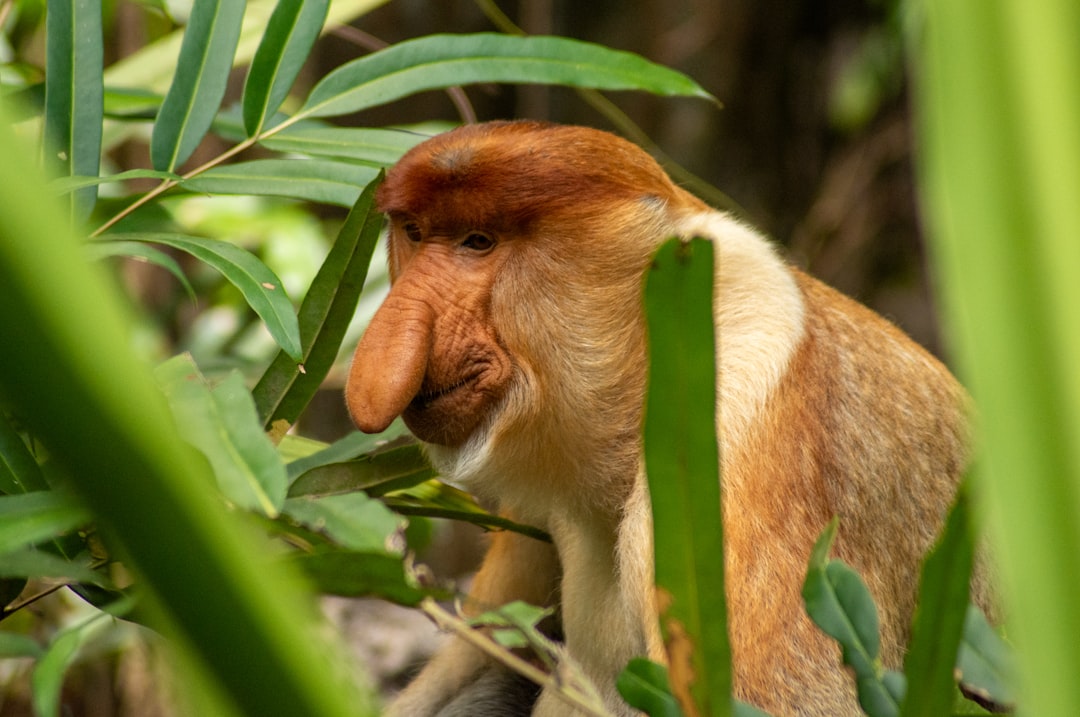 Proboscis monkey found in Thailand adds to evidence of cross-border illegal trade