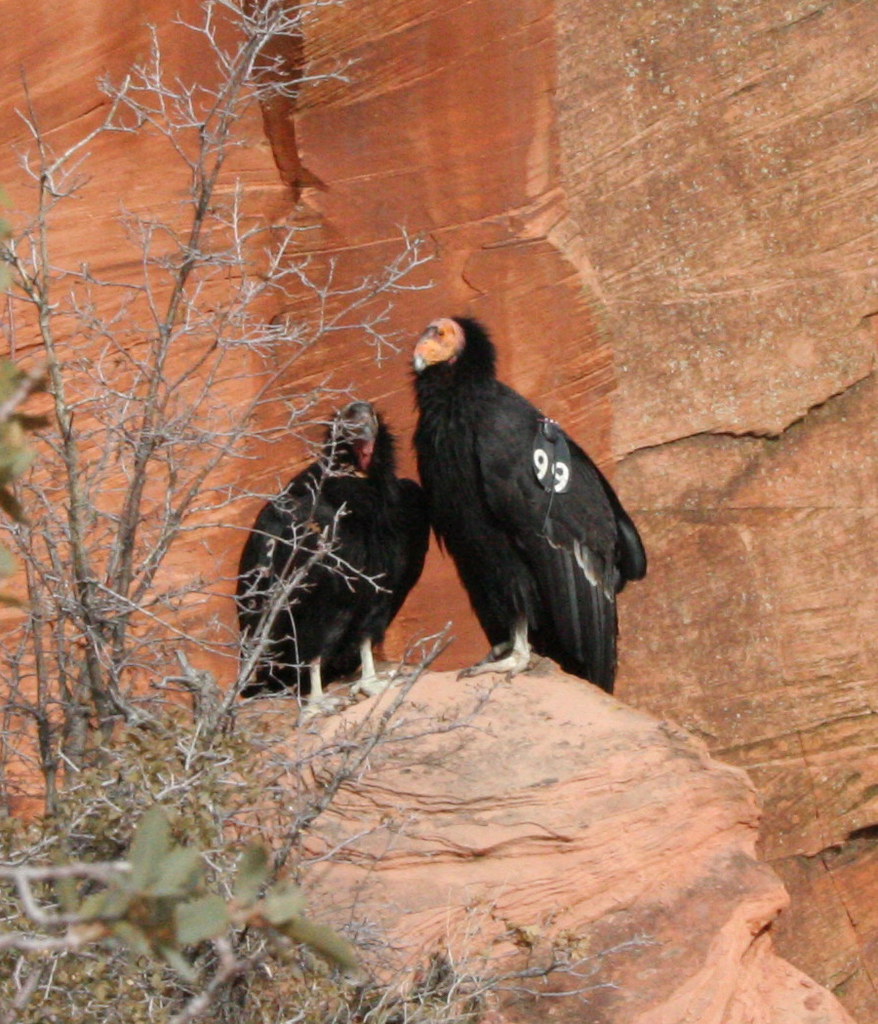 California condors nesting in Pacific Northwest for first time in a century, on Yurok territory