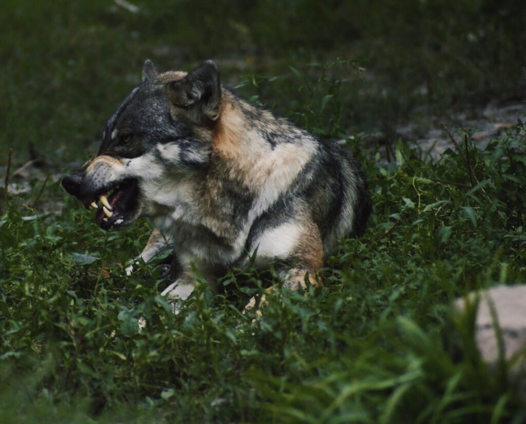 Cat parasite rewrites wolf behavior