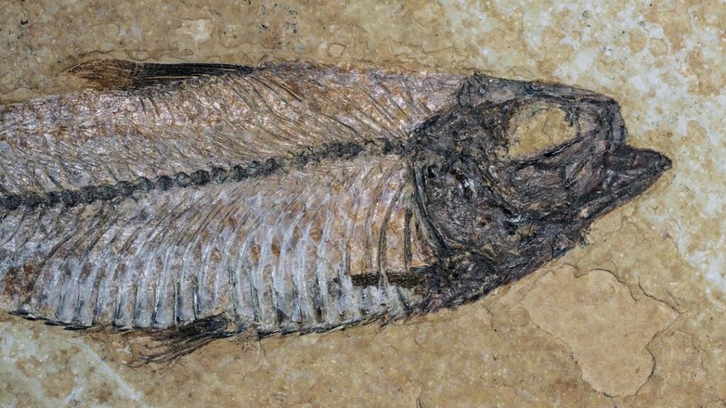 10 Incredible Fossil Finds That Changed Our Understanding of Evolution