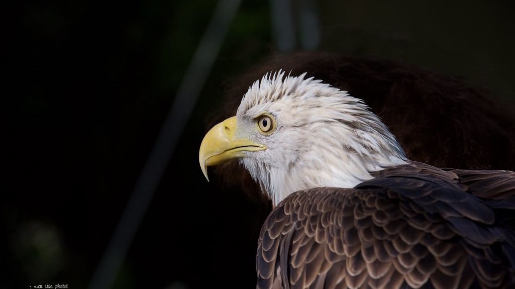 6 Ancient Cultures Whose Zodiacs Were Linked to Animal Spirits