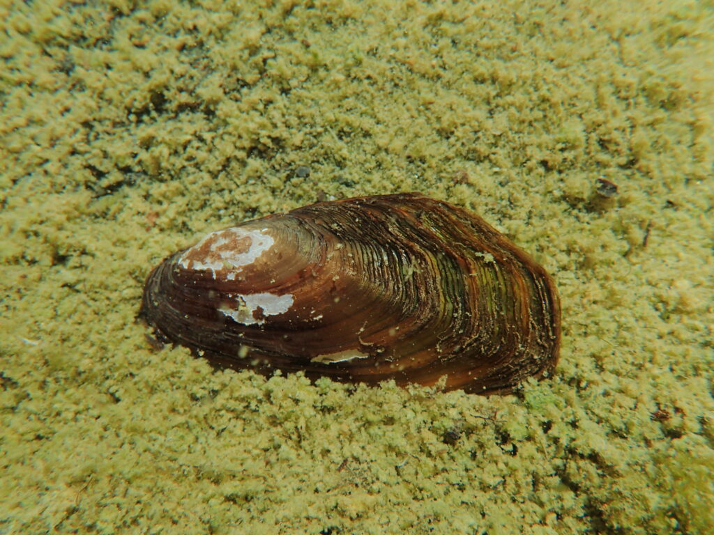 Conservation group intends to sue U.S Fish and Wildlife over western ridged mussel