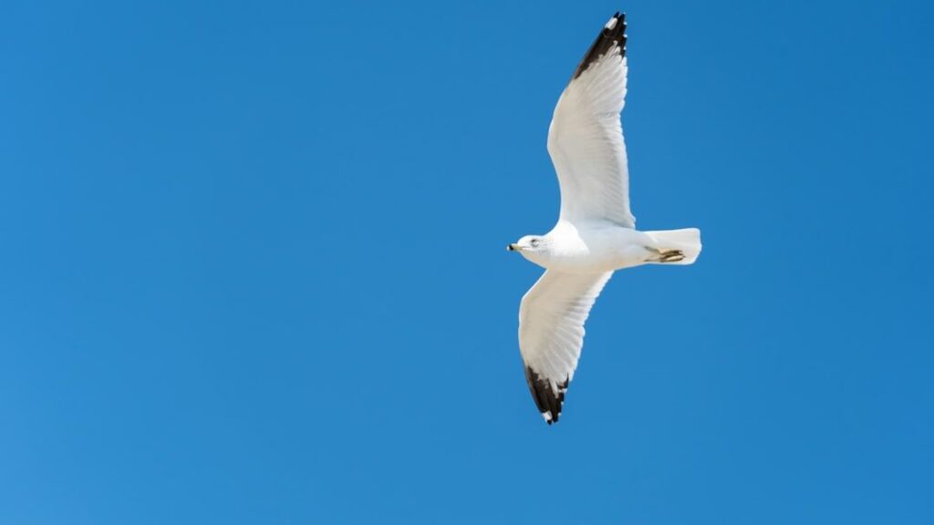 The Evolution of Flight in Animals Is One of Nature's Greatest Triumphs