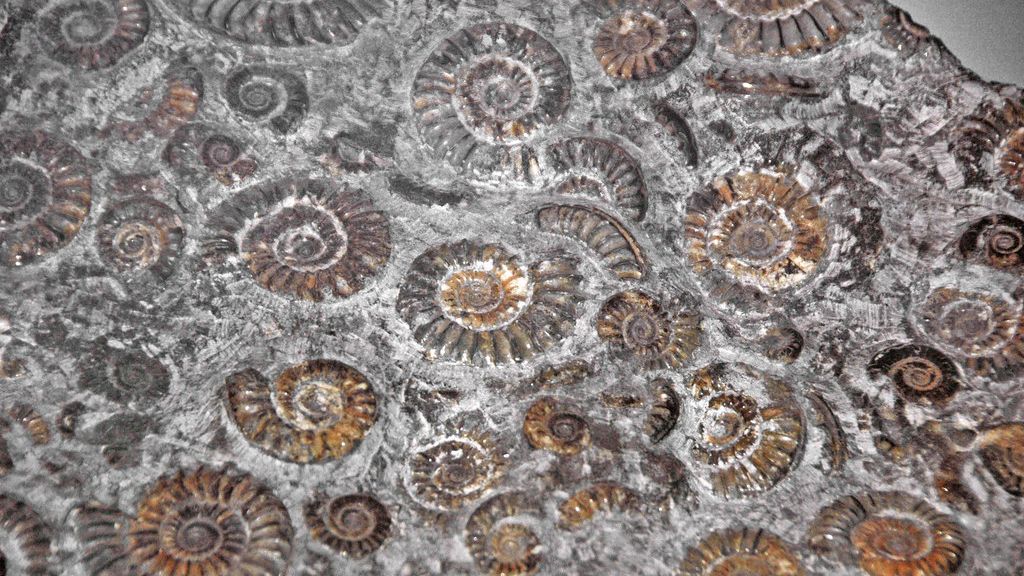 Palaeontology Reveals That Mass Extinctions Shaped Life on Earth Dramatically