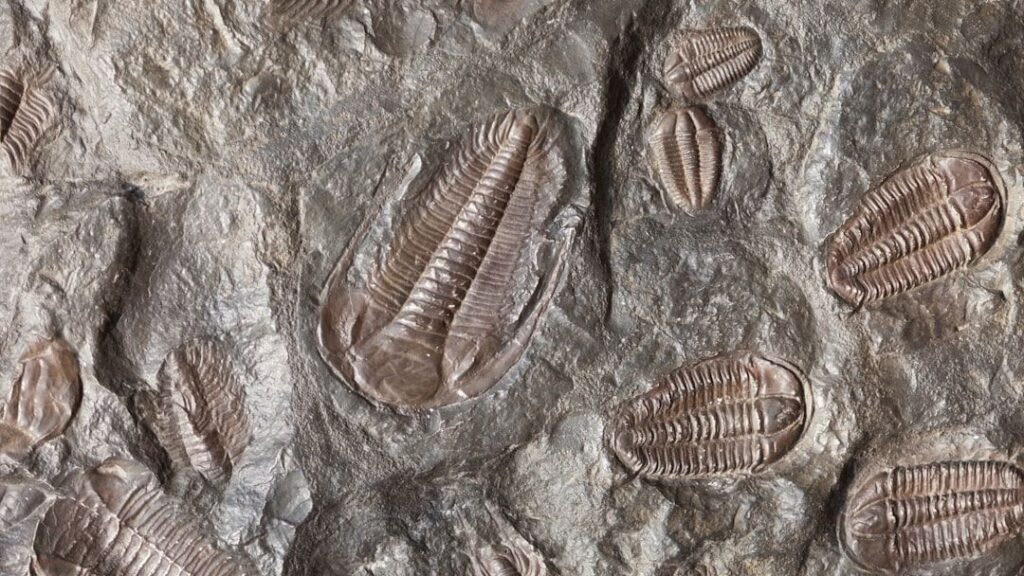 Every Fossil Tells a Story: The Unseen Lives of Ancient Organisms