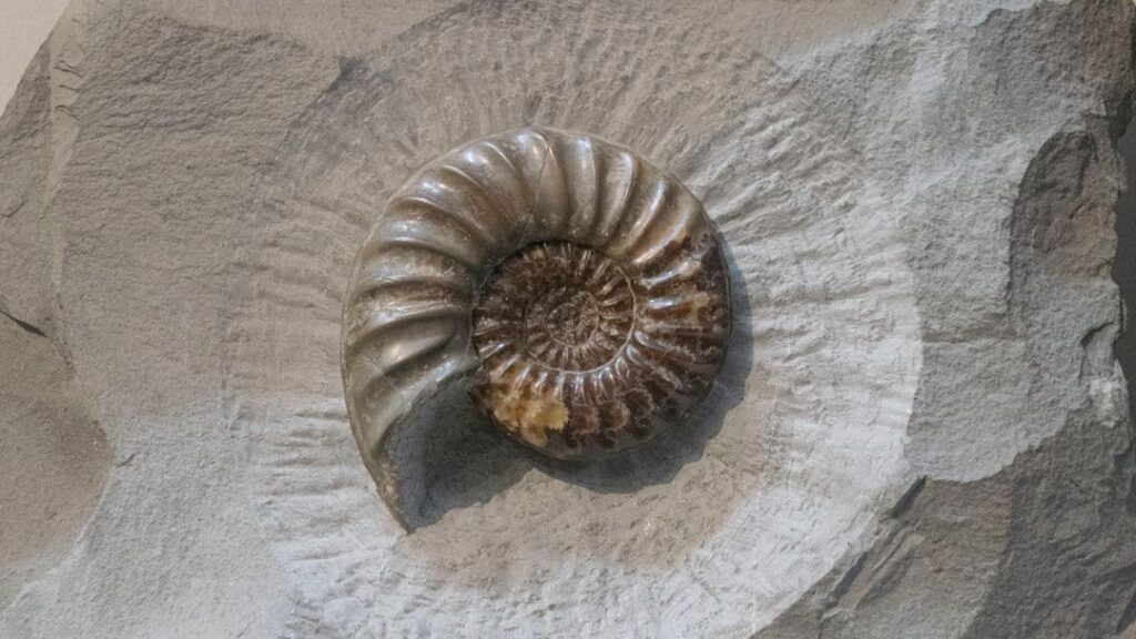 Which 5 Zodiac Signs Share the Astounding Resilience of Ancient Ammonites?