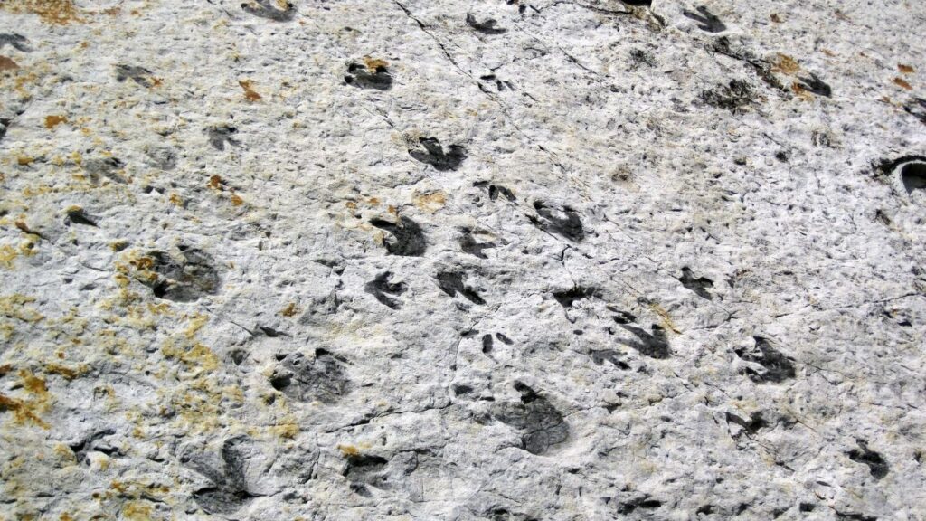 7 Hidden Gems: US National Parks With Incredible Prehistoric Footprints