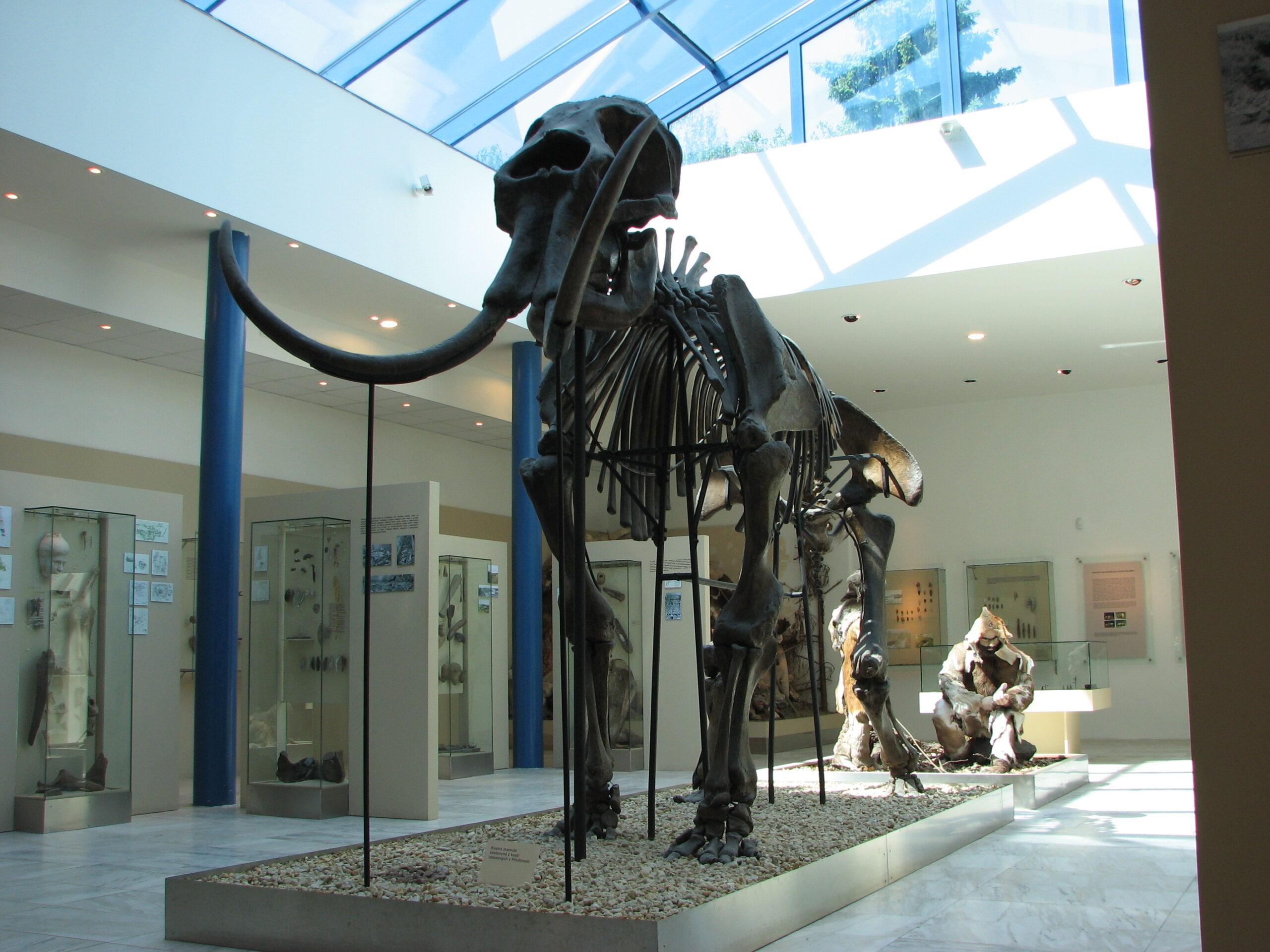 Testing shows Myfanwy the mammoth roamed Anglesey 15,000 years ago