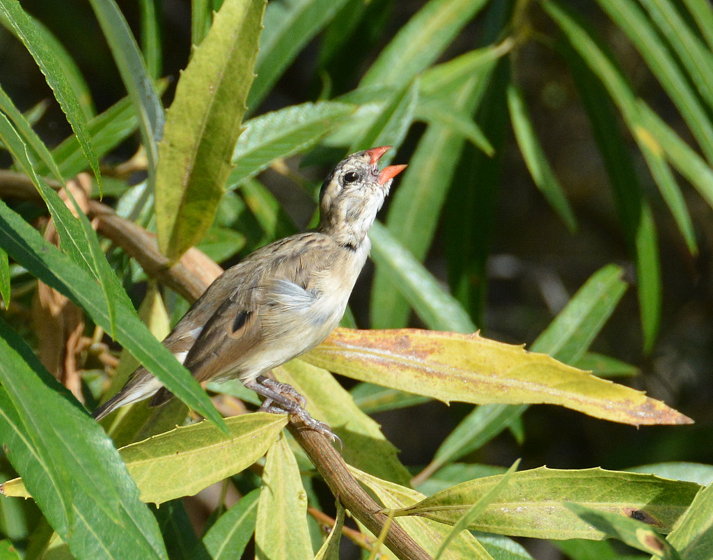 Songbird trade threatens lesser-known ‘master birds’ with secondary extinctions: Study