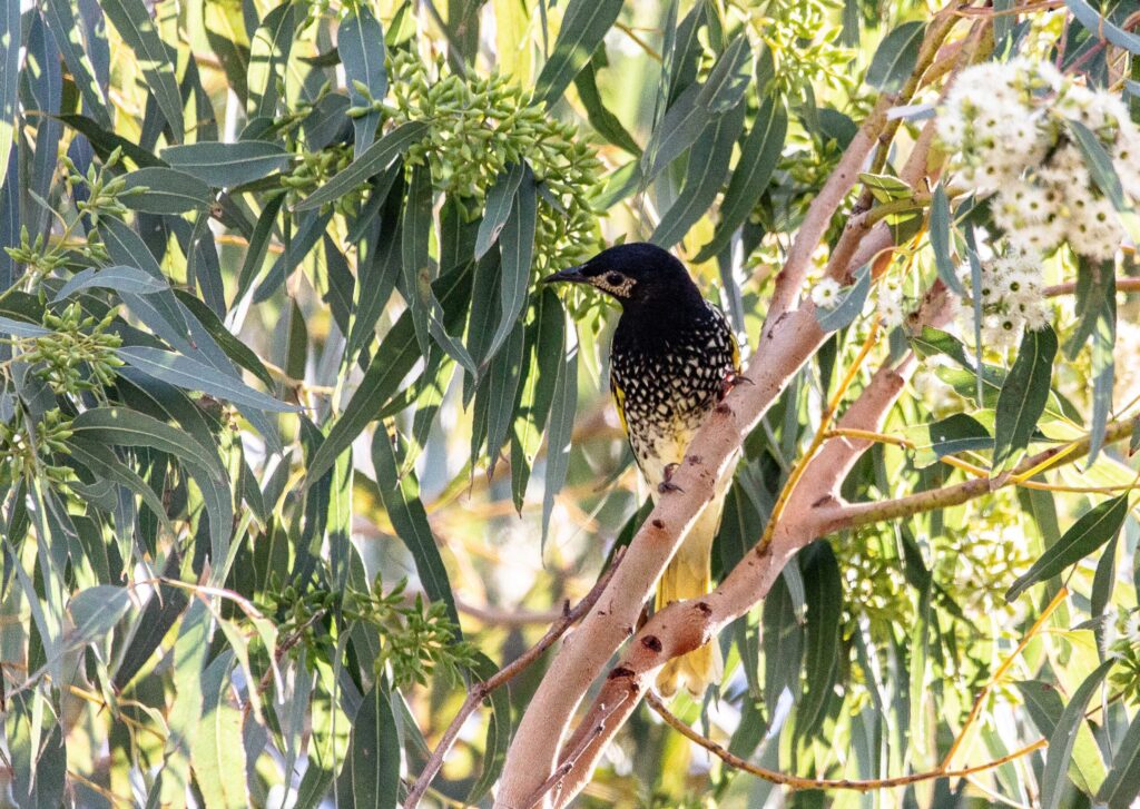 How to Bring a Bird’s Song Back From the Edge of Extinction