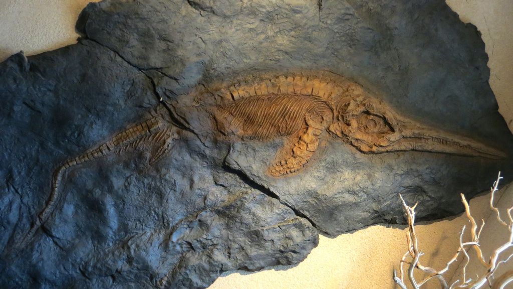 Every Fossil Tells a Unique Story of Survival, Adaptation, or Extinction