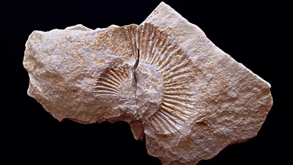 The Fossil Record Offers a Spectacular, Tangible Connection to Our Planet's Distant Past