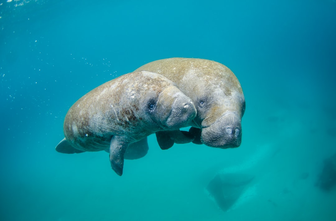 On Manatee Appreciation Day, remember these gentle giants who protect aquatic ecosystems (commentary)