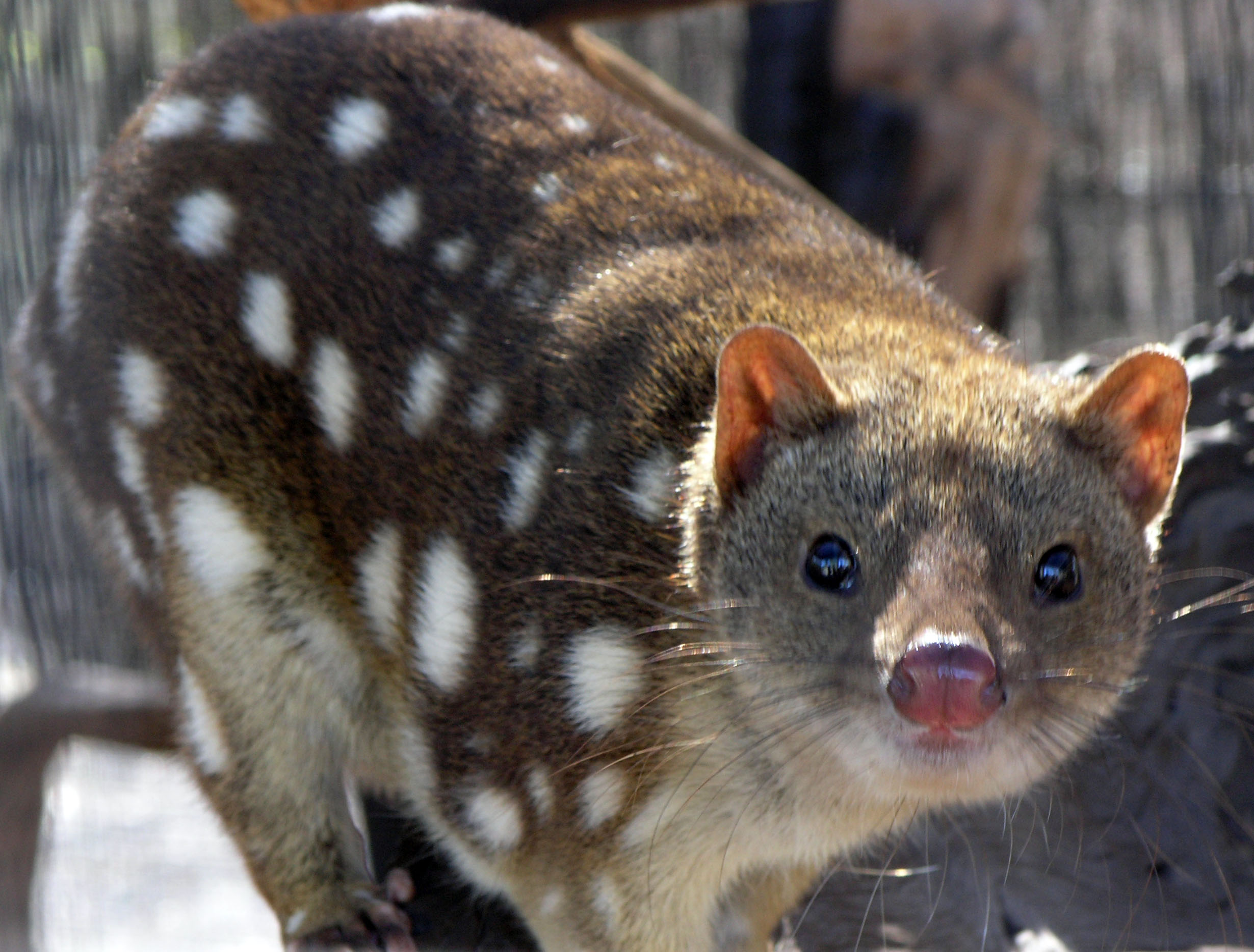 Stowie the Hitchhiking Quoll Returned Home