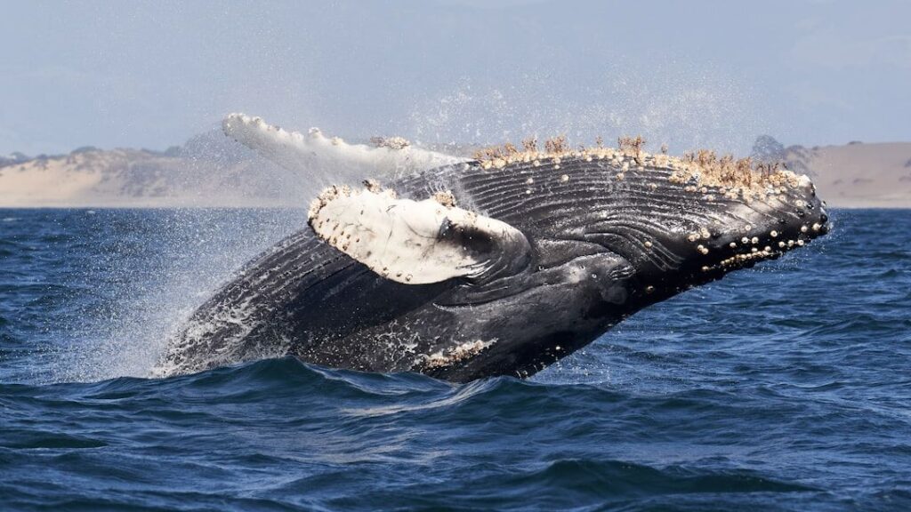These 4 Zodiac Signs Carry the Unyielding Spirit of the Megaptera (Humpback Whale)