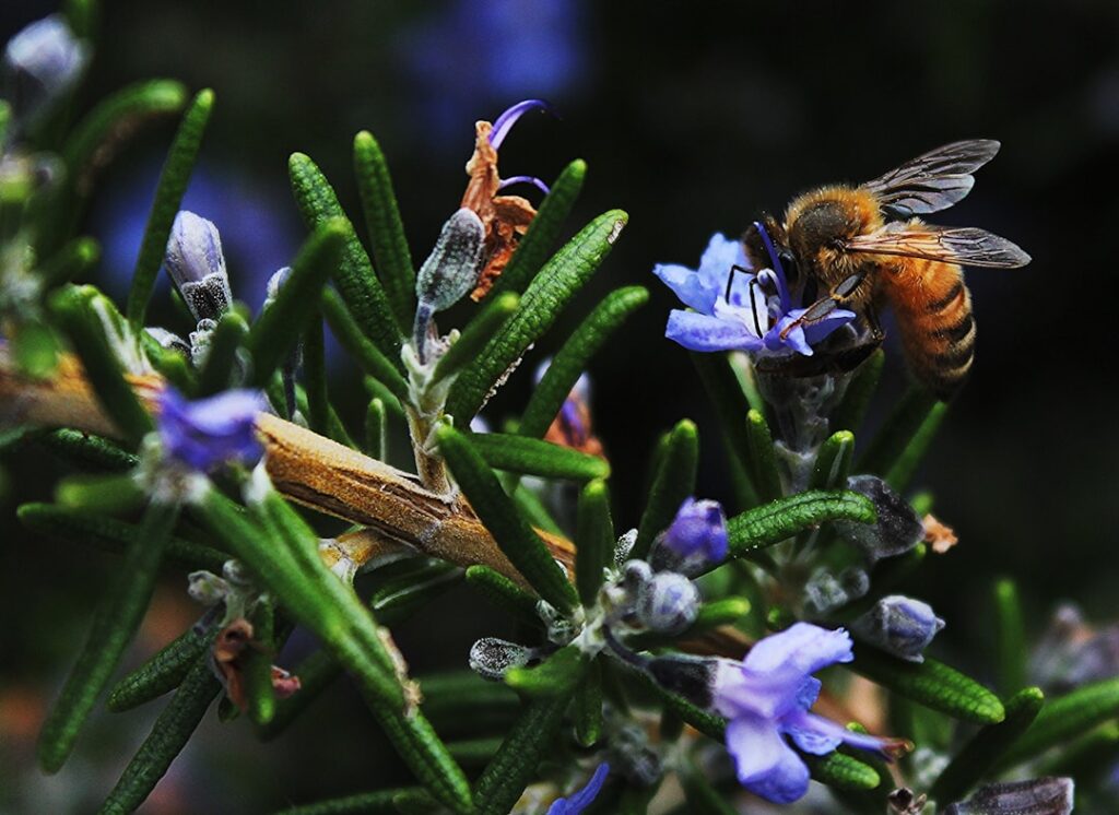 Plenty of biodiversity data, but too few conservation answers