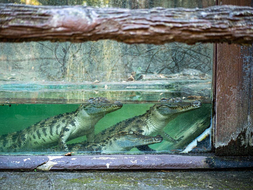 In Laos, ancestral spirits are helping save one of the world’s rarest crocodiles