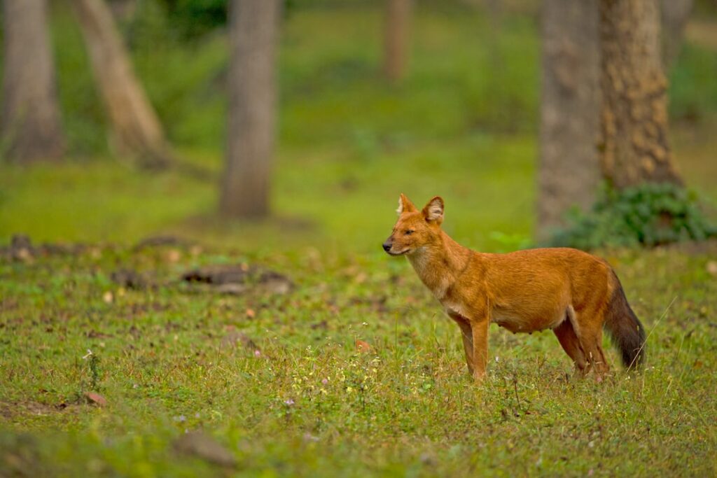 Asian wild dog spotted in Vietnam for the first time in 20 years