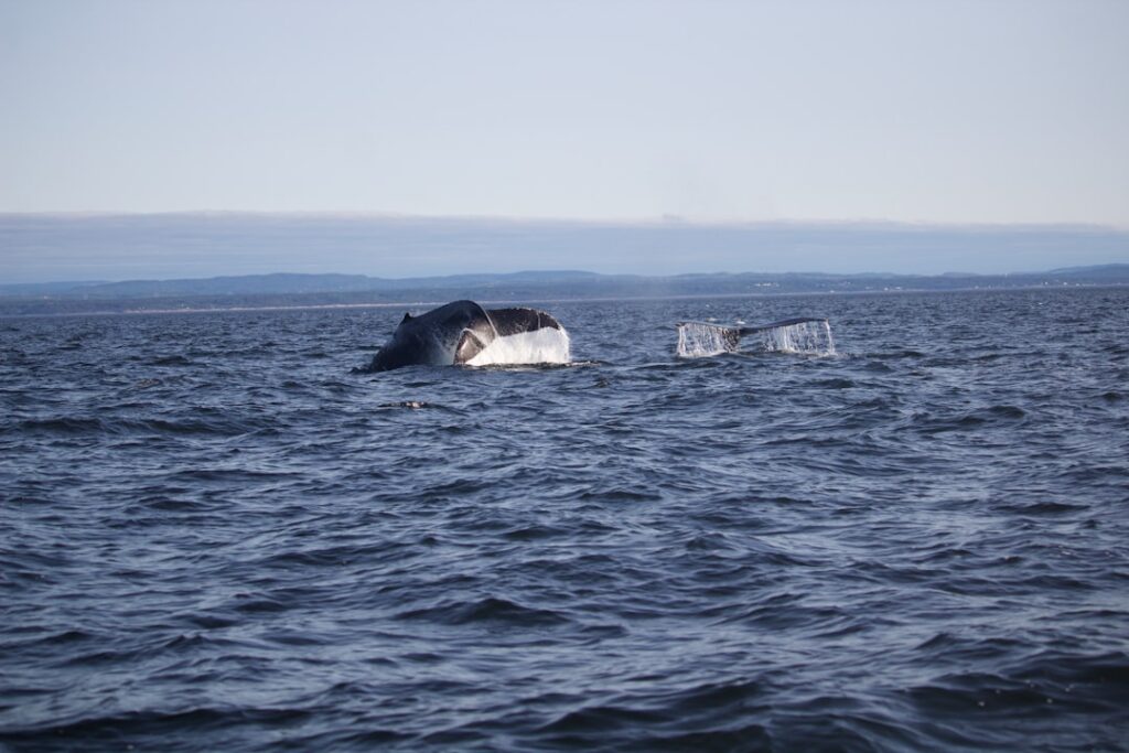 A powerful committee may choose oil over endangered whales