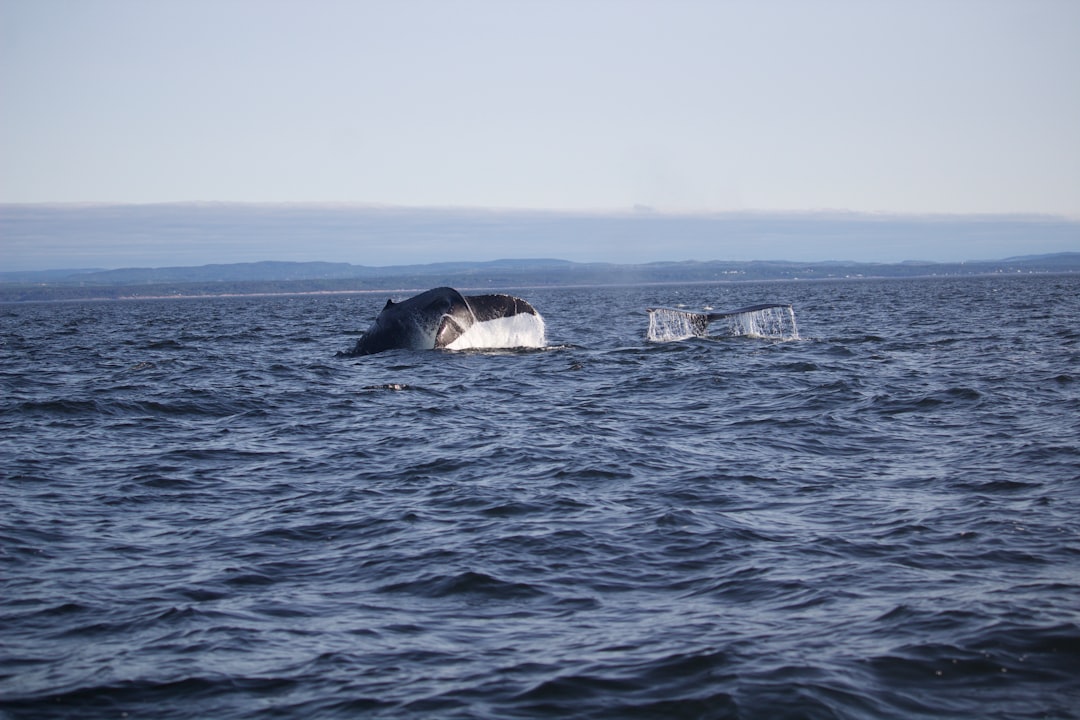 A powerful committee may choose oil over endangered whales