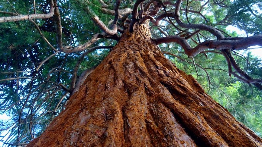 Which 7 Zodiac Signs Are as Wise and Enduring as the Ancient Redwood Trees?
