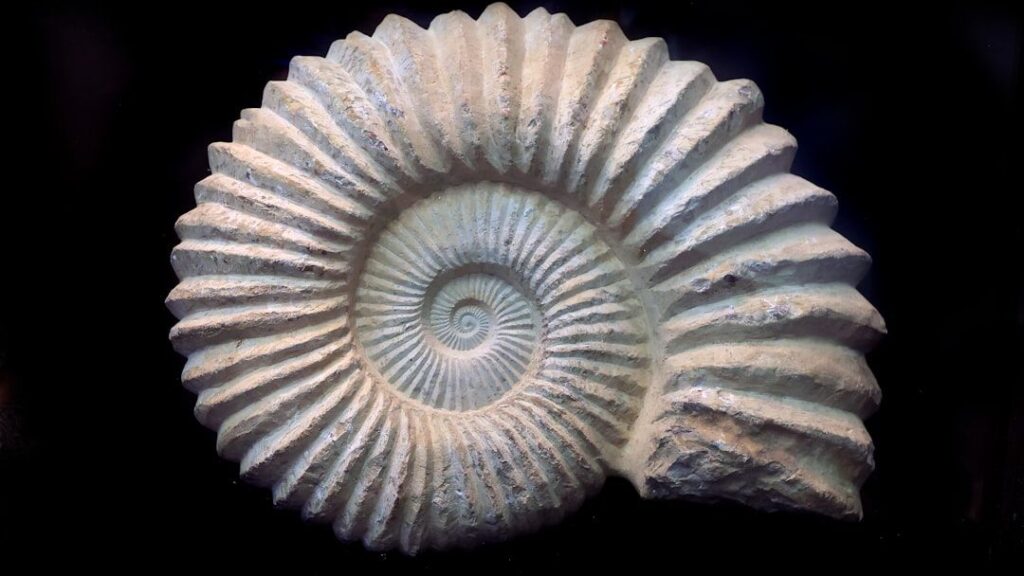 6 Zodiac Signs Whose Spirit Mirrors the Enduring Power of the Ammonite