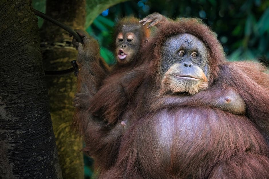 Birutė Galdikas, primatologist who spent a lifetime studying & defending orangutans, has died at 79