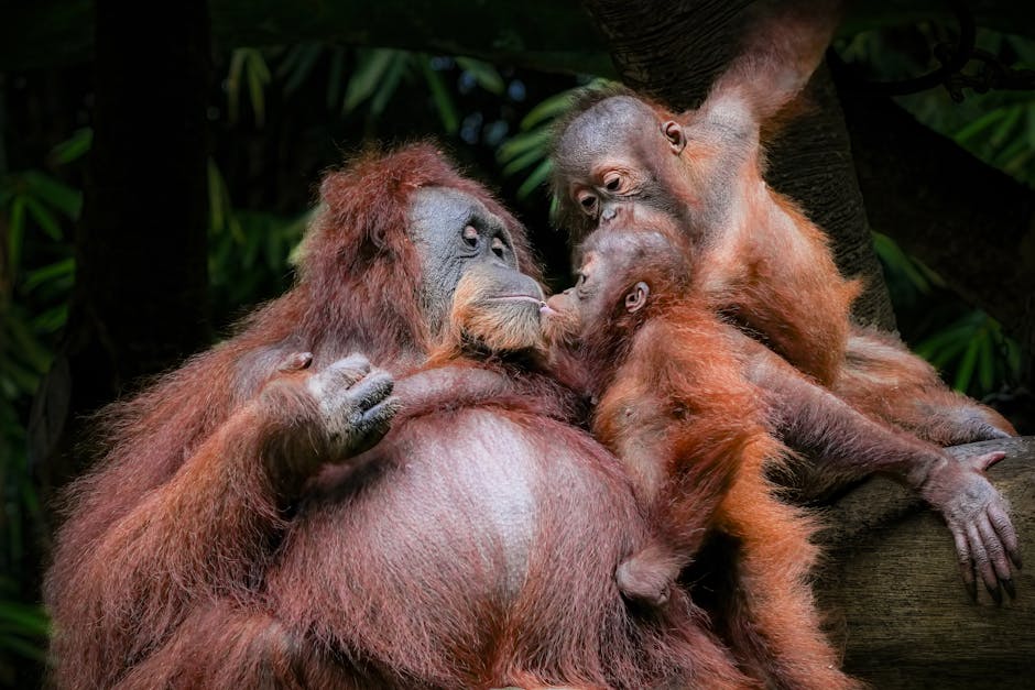 Palm oil clearing advances in Bornean orangutan habitat despite red flags