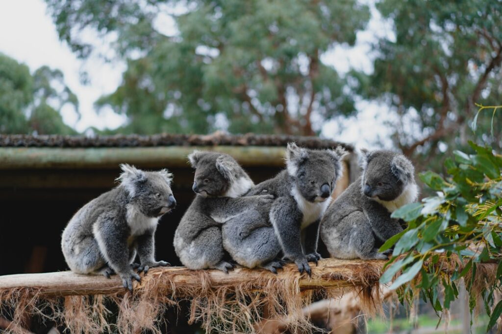 Koalas claw their way out of extinction vortex
