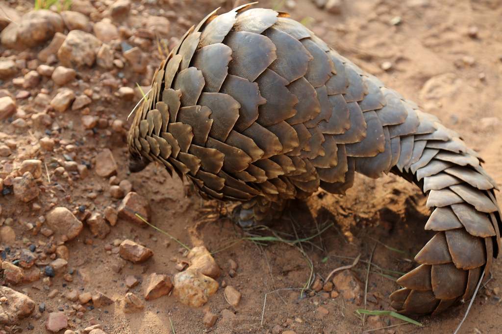 Jhargram to get India's 2nd pangolin breeding centre