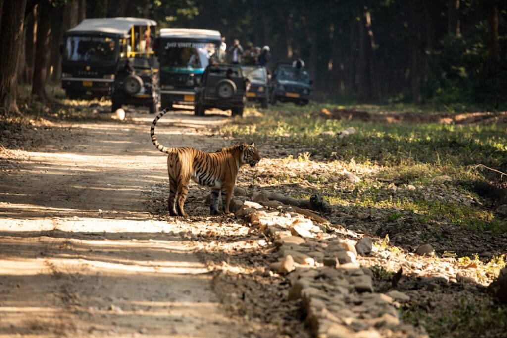 Now, phones are banned in most national parks in India