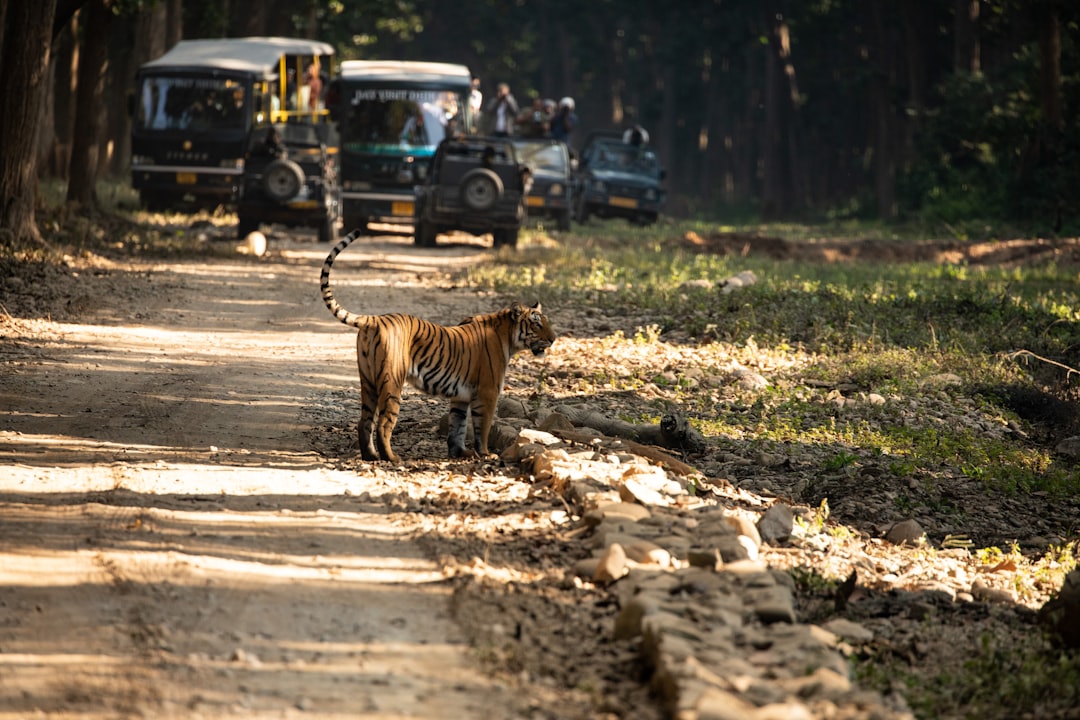 Now, phones are banned in most national parks in India