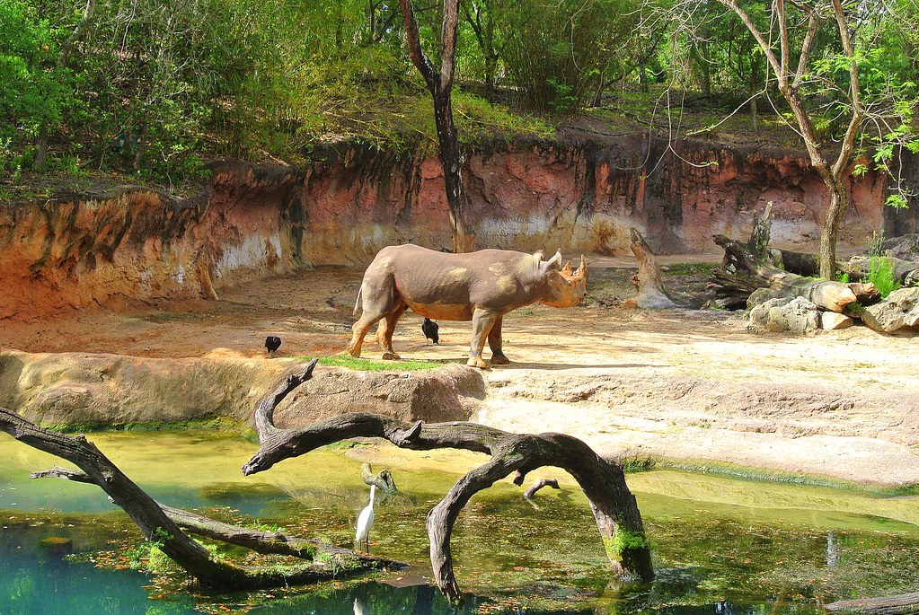 Fota to say fond farewell to lions and rhino soon