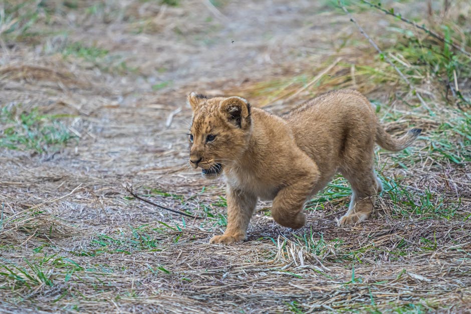 Asiatic lion cub recovers at Ranchi zoo