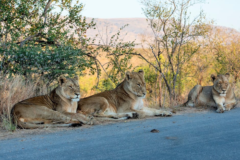 Viral Video: Lion Sits On Road In Gir Somnath, Halts Traffic -
