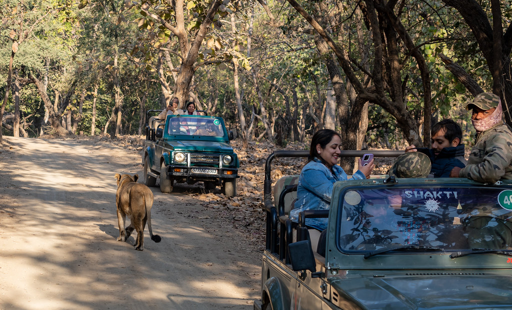 Rajkot readies its own Gir-style lion safari