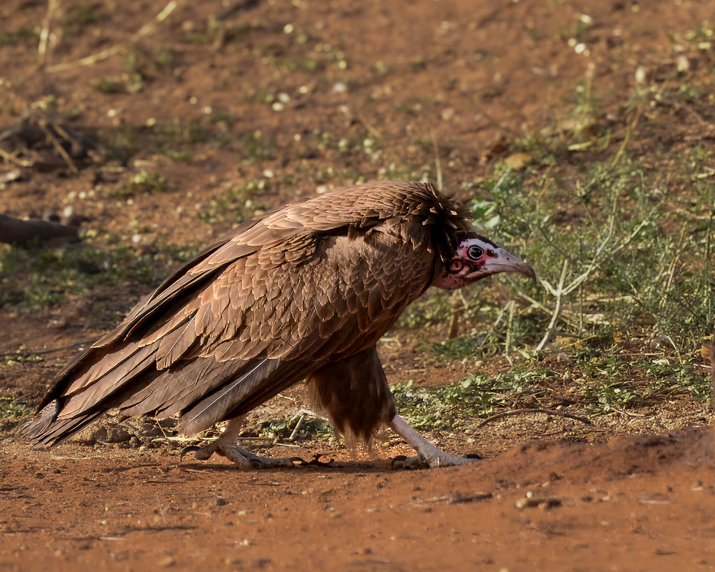 ‘Staggering’ trade for belief-based use drives hooded vultures to near-extinction in Benin