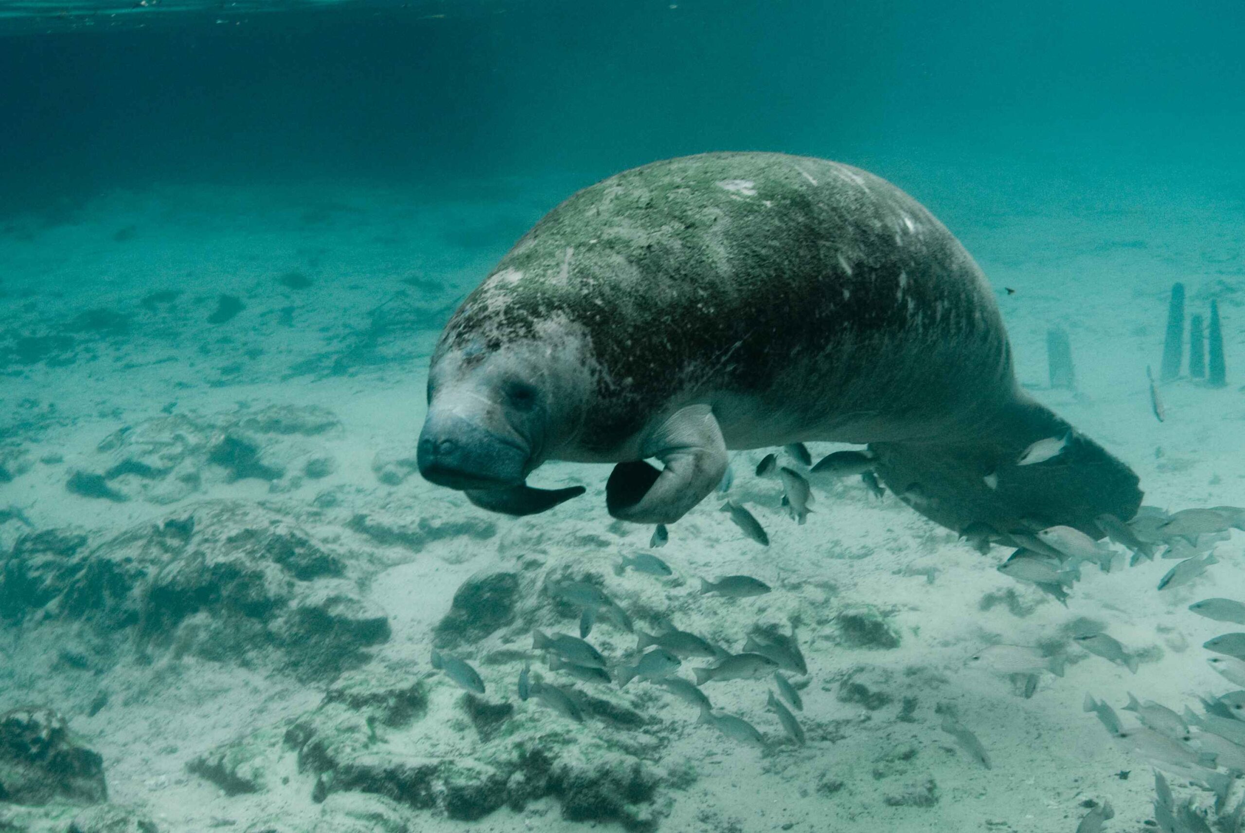 Endangered Species Coalition & Save the Manatee Club Celebrates Manatee Day