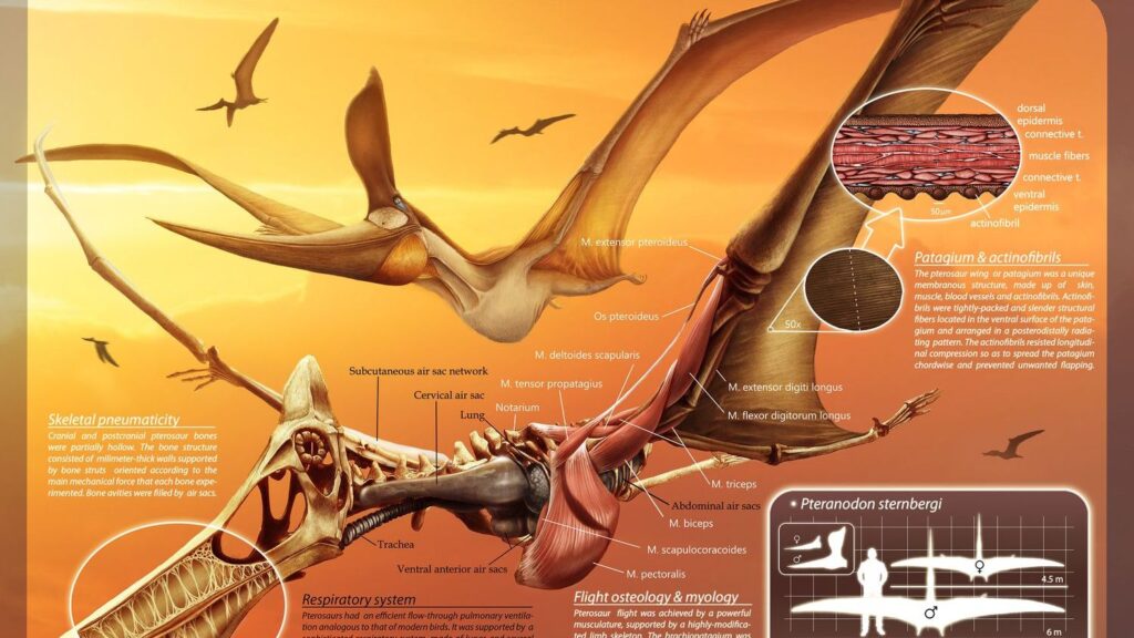 8 Amazing Facts About the Largest Flying Reptiles of the Mesozoic Era
