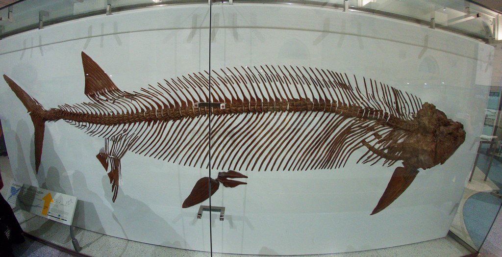 Ancient plesiosaur was taken out by an even bigger predatory fish
