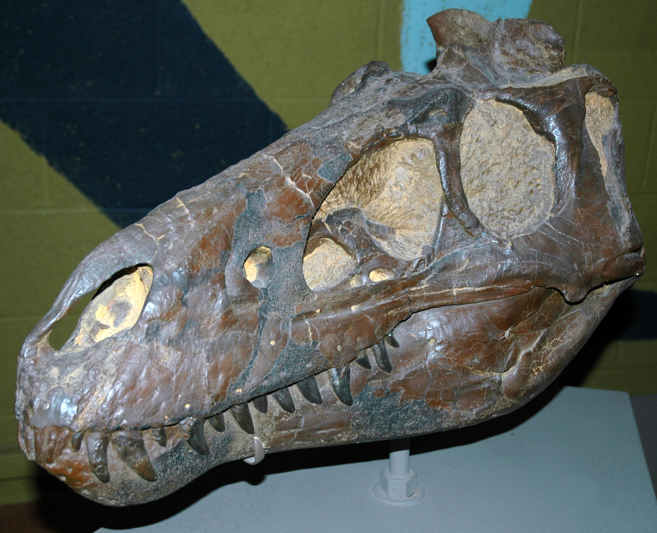 The shocking fossils that show T. rex wasn't the king of the dinosaurs