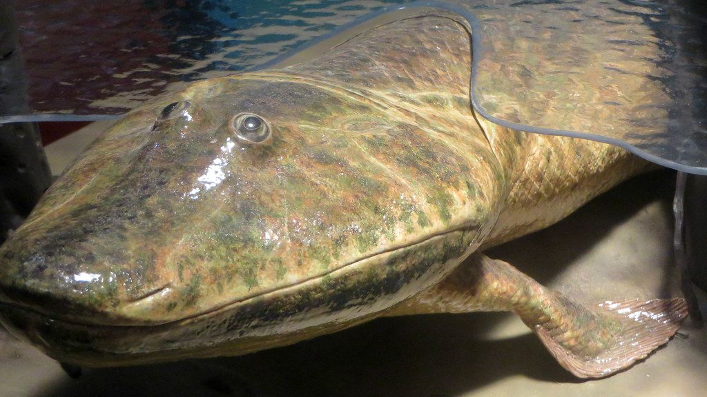 From Sea to Land: The Epic Evolution of the First Four-Legged Creatures