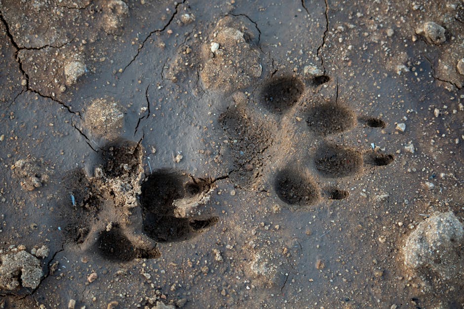 Tasmanian tiger footprints show the carnivorous marsupial once roamed Eyre Peninsula