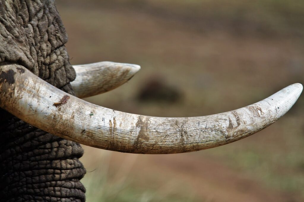 Zambia seizes half-ton of ivory in major illegal wildlife crime operation