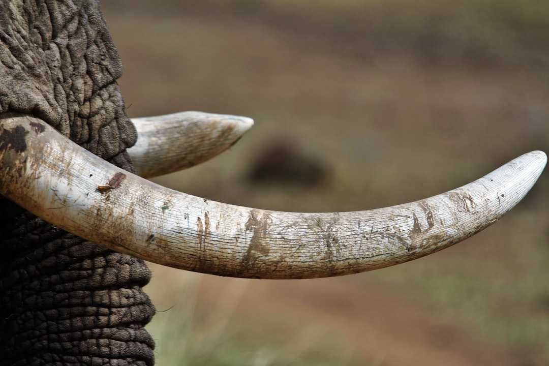 Zambia seizes half-ton of ivory in major illegal wildlife crime operation