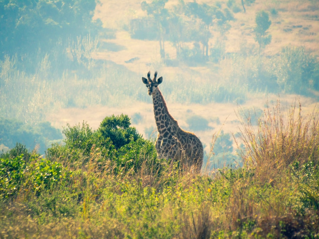 A South African reserve shows how carbon can catalyze rewilding conservation